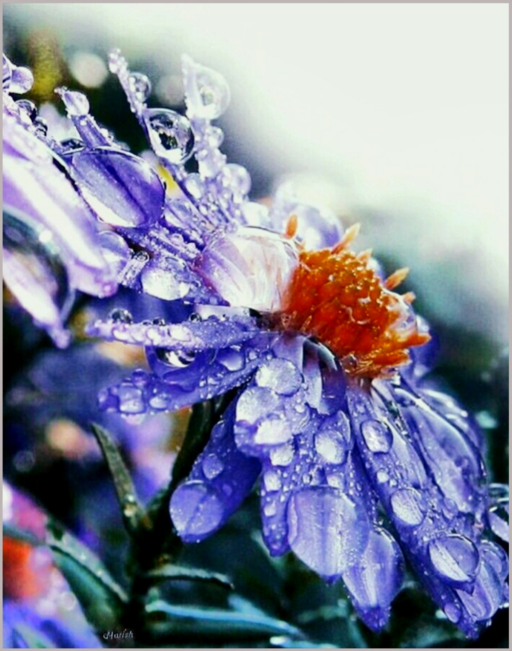 Aster flowers still life oil painting on canvas by Ukrainian artist Matish, 70x50cm